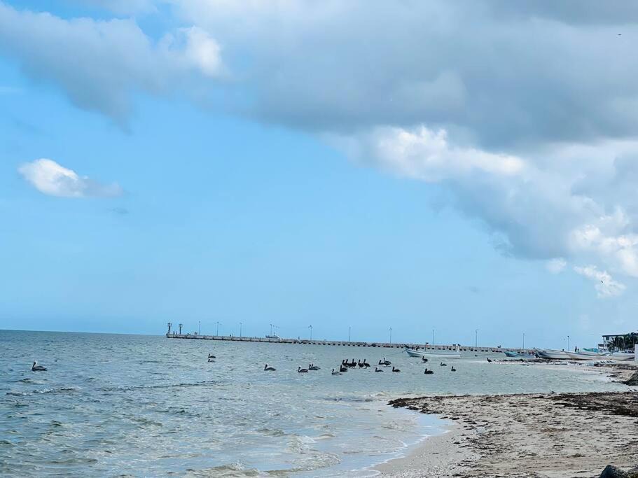 Photo of Others in Chicxulub Puerto