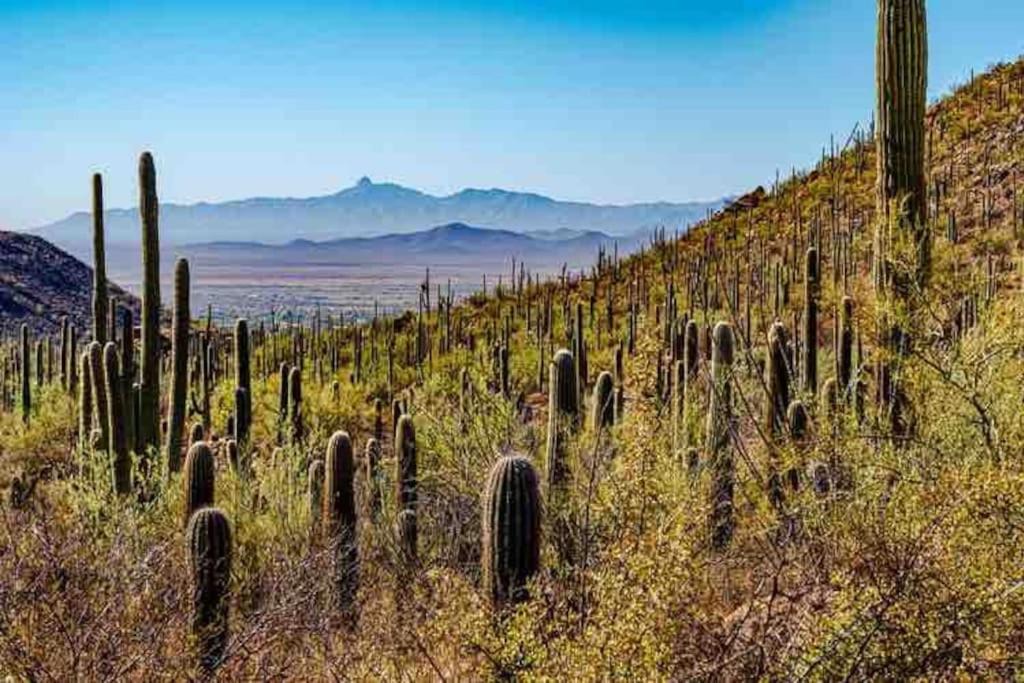 Photo of Others in Tucson