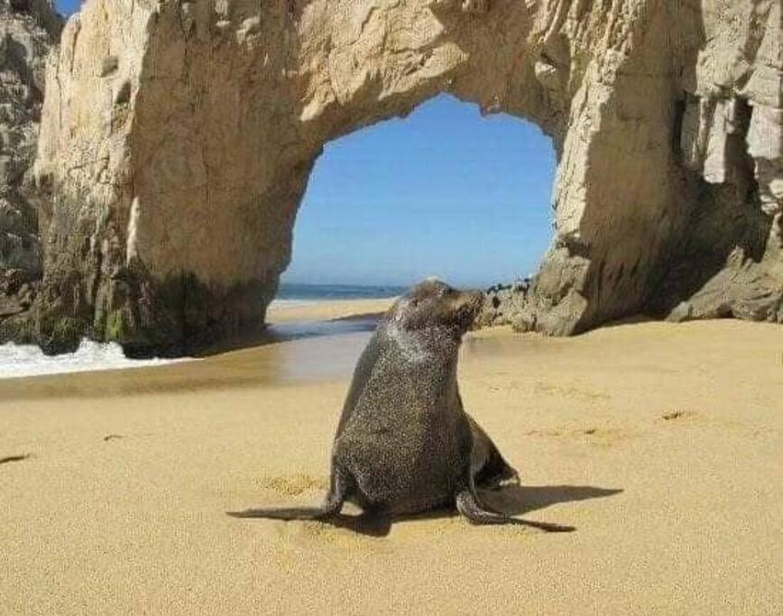 Photo of Others in Los Cabos