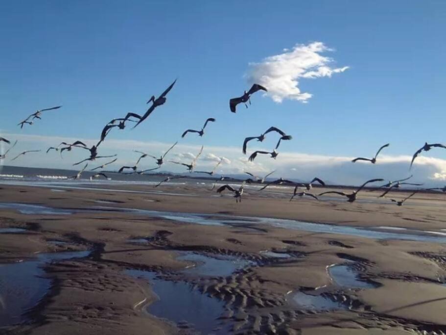 Photo of Others in San Felipe