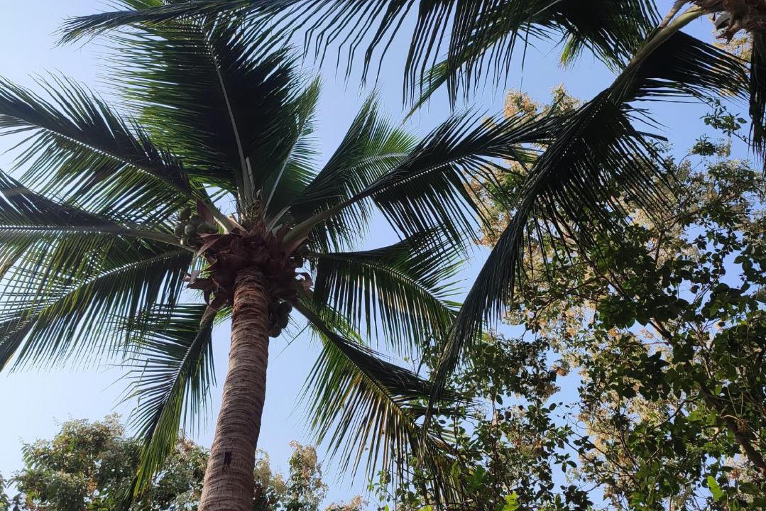 Photo of Outdoor in Mazunte