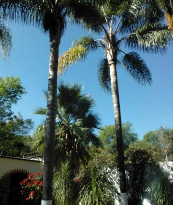 Photo of Outdoor in Atlixco