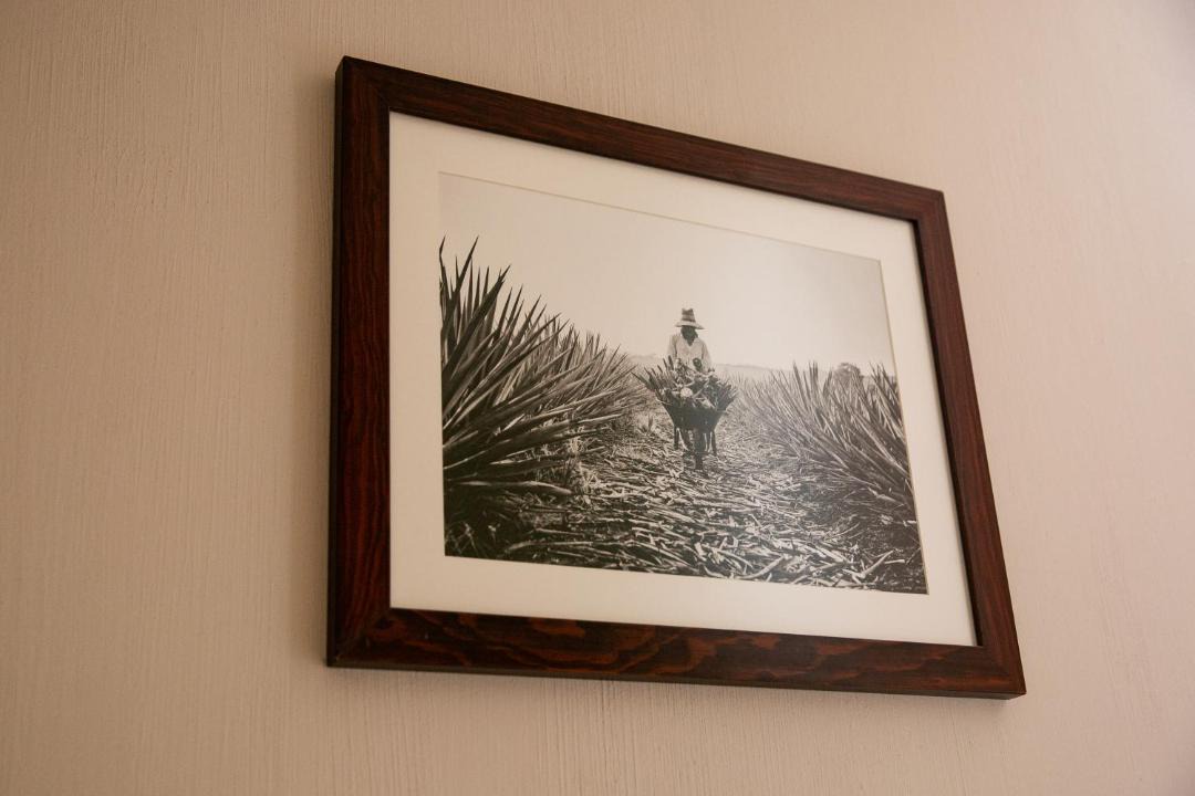 Photo of Human In Picture in Tequila