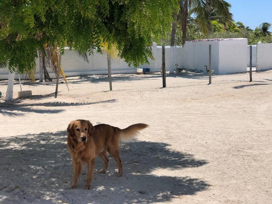 Photo of Others in Chicxulub Puerto