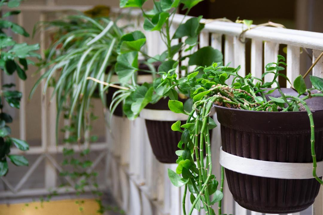 Photo of Patio Balcony in Aguascalientes