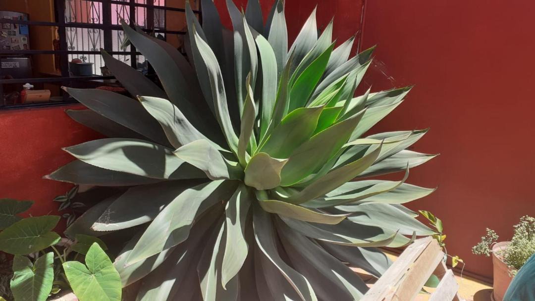 Photo of Others in De Guadalupe