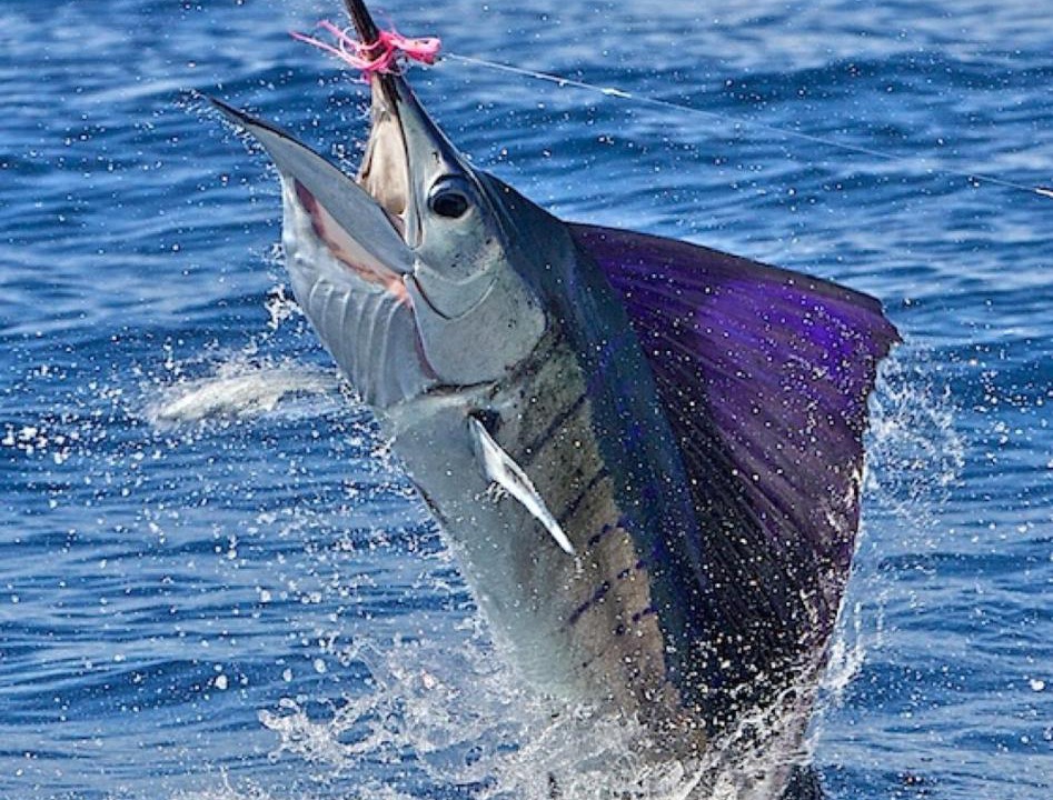 Photo of Others in Manzanillo