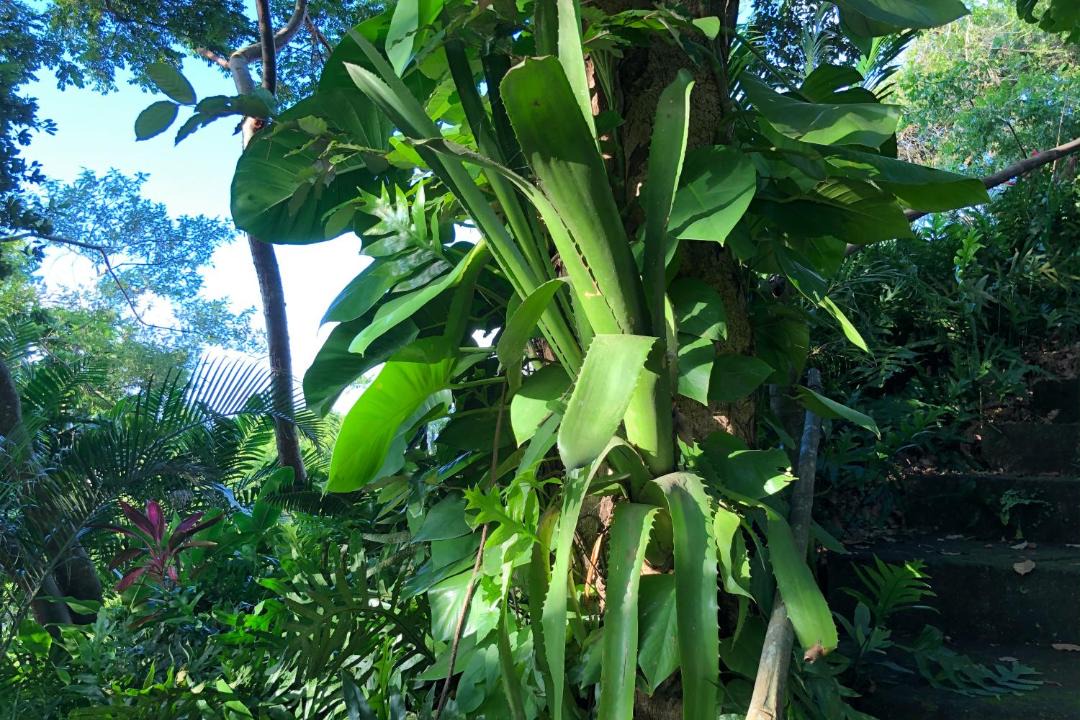 Photo of Others in Sayulita