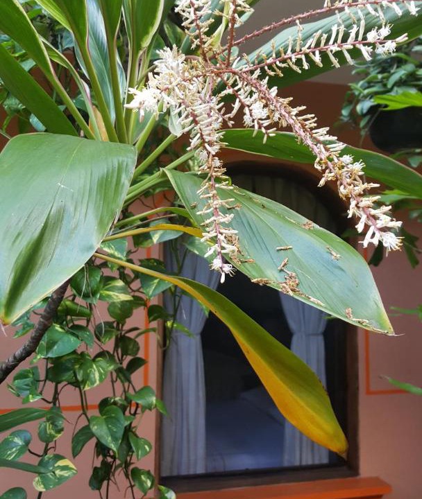 Photo of Others in Coatepec