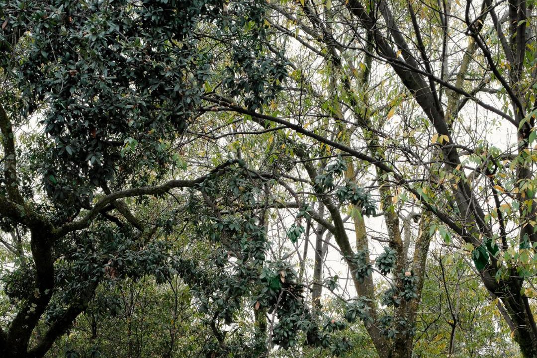Photo of Others in Bosques de las Lomas