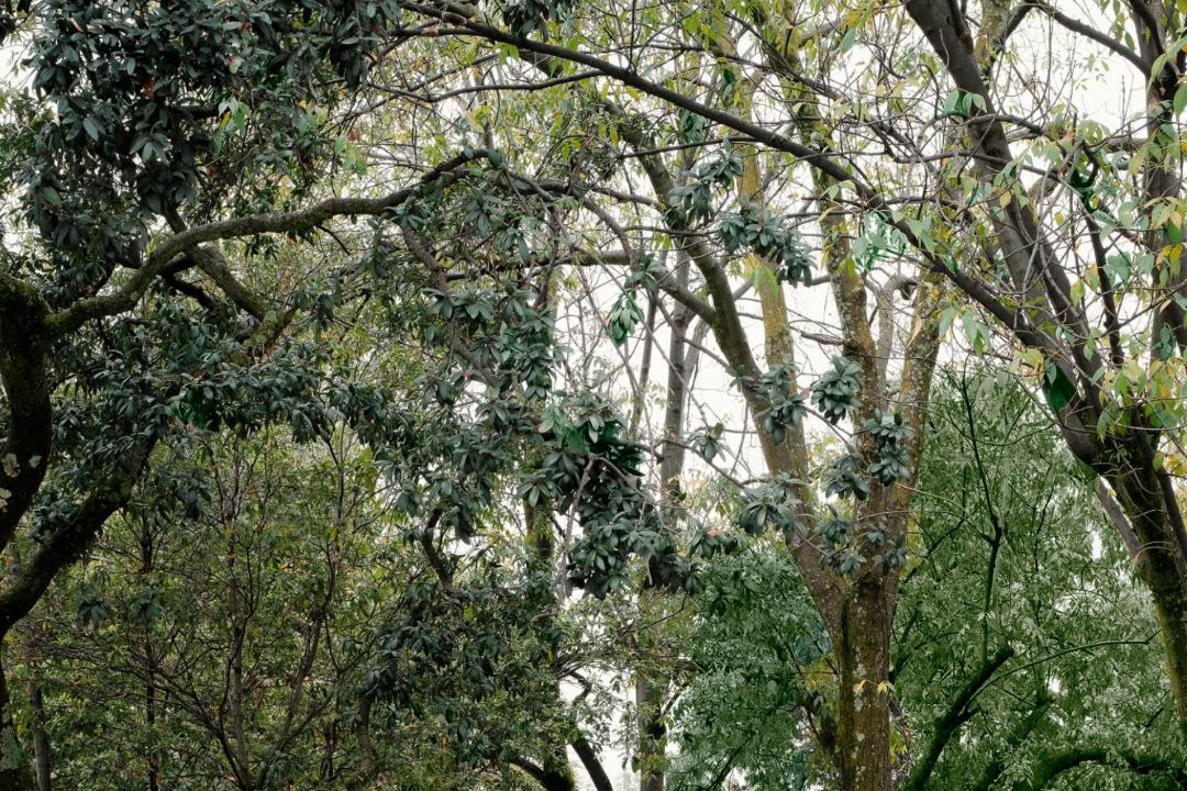 Photo of Others in Bosques de las Lomas